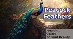 "Peacock Feathers: Meaning, Colors, and Their Natural Beauty"