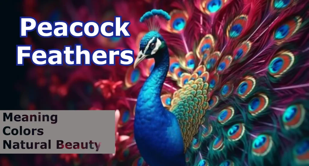 "Peacock Feathers: Meaning, Colors, and Their Natural Beauty"